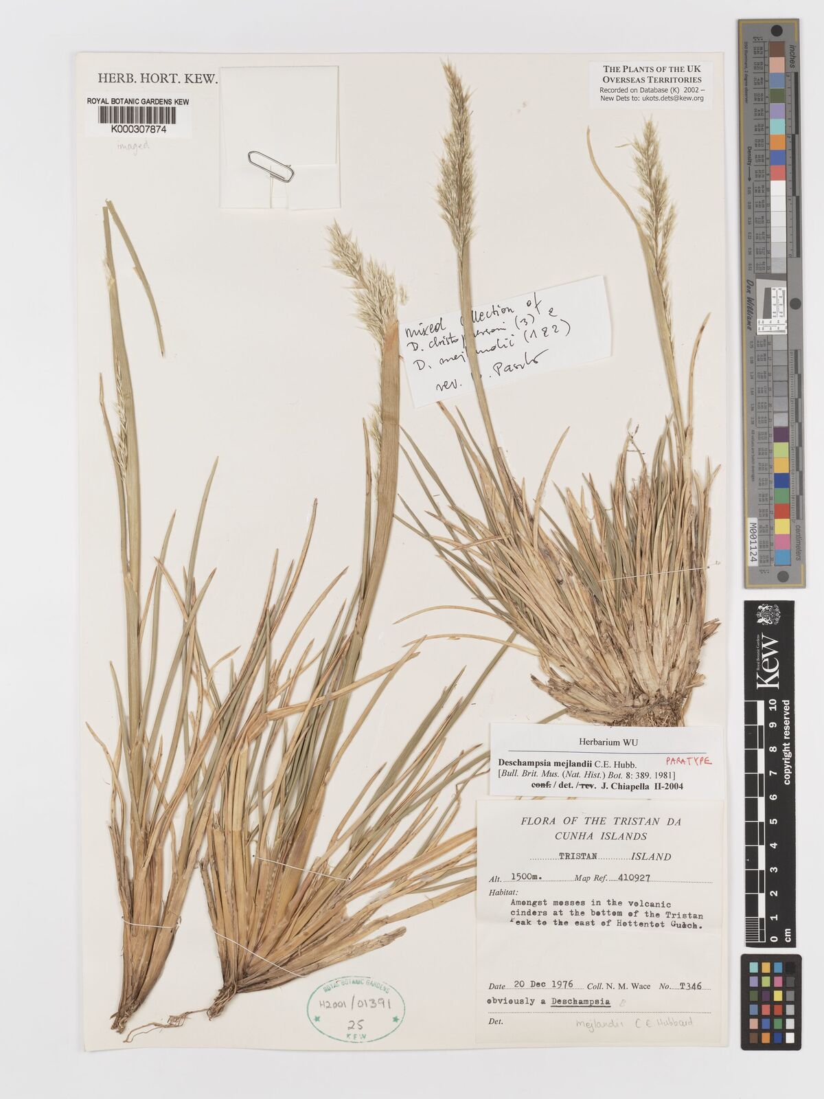 Kew Gardens K000307874:  Wace, N.M. [346] Saint Helena, Ascension, and Tristan da Cunha