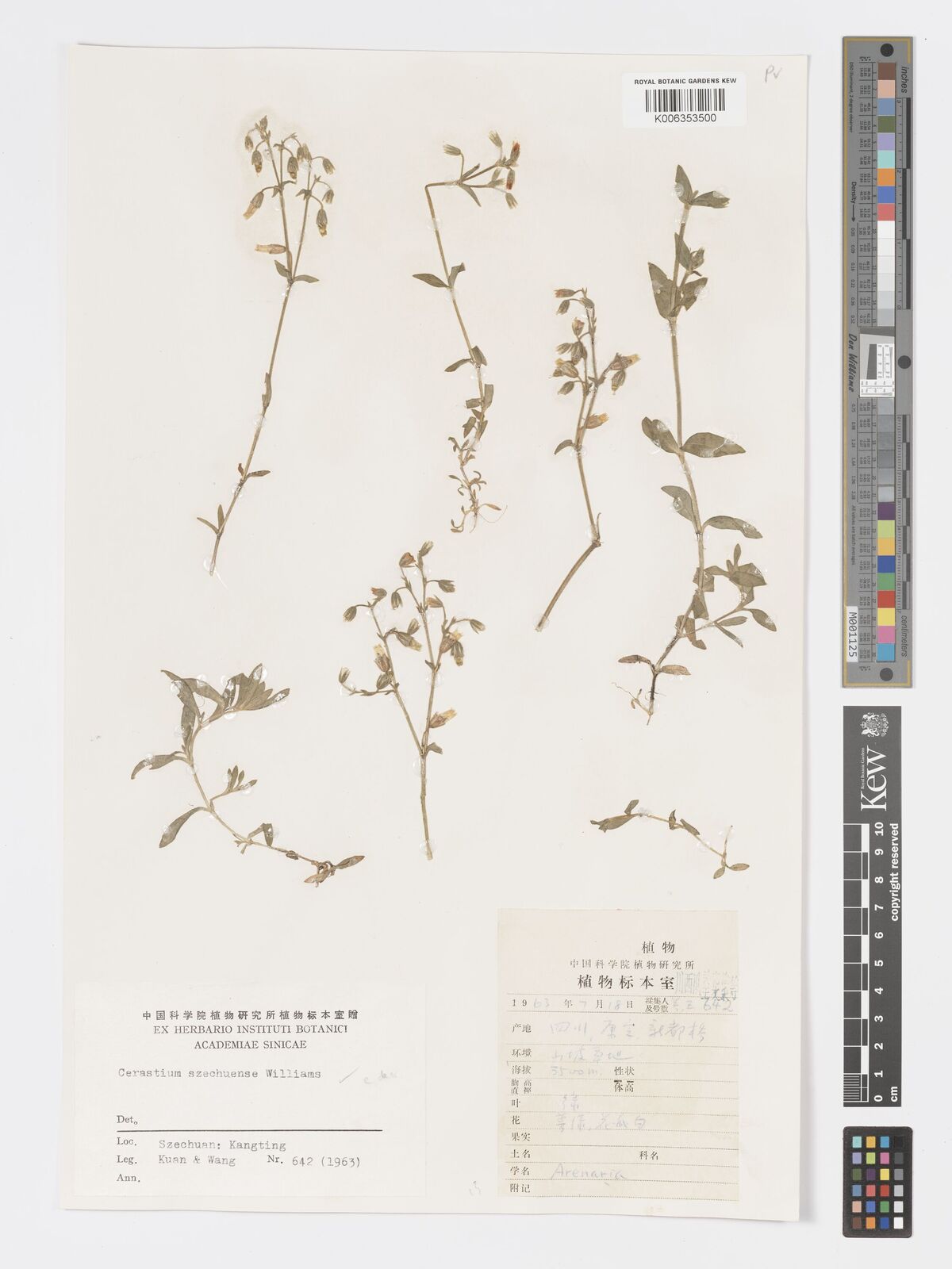 Cerastium szechuense
