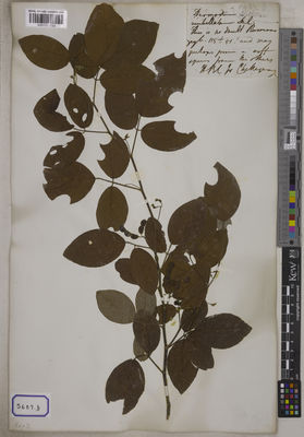 Kew Gardens K001121733:  s.coll. [Cat. no. 5687]