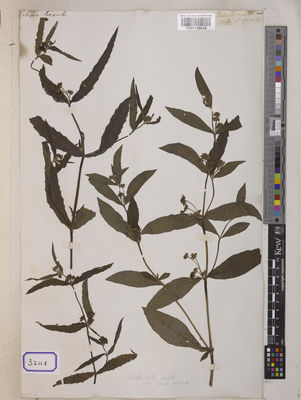 Kew Gardens K001118818:  s.coll. [Cat. no. 3211]