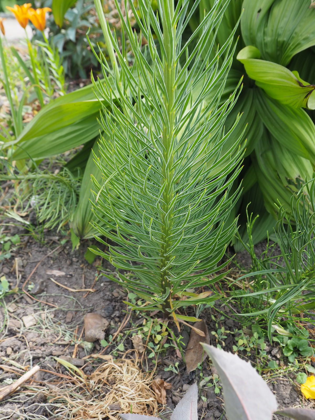 © copyright of the Board of Trustees of the Royal Botanic Gardens, Kew.