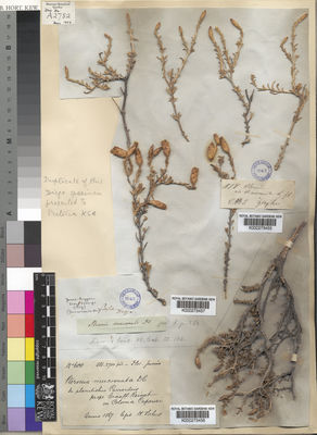 Kew Gardens K000273457:  Drege [s.n.] South Africa