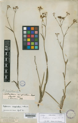 Kew Gardens K000687091:  Wallich [s.n.] Nepal