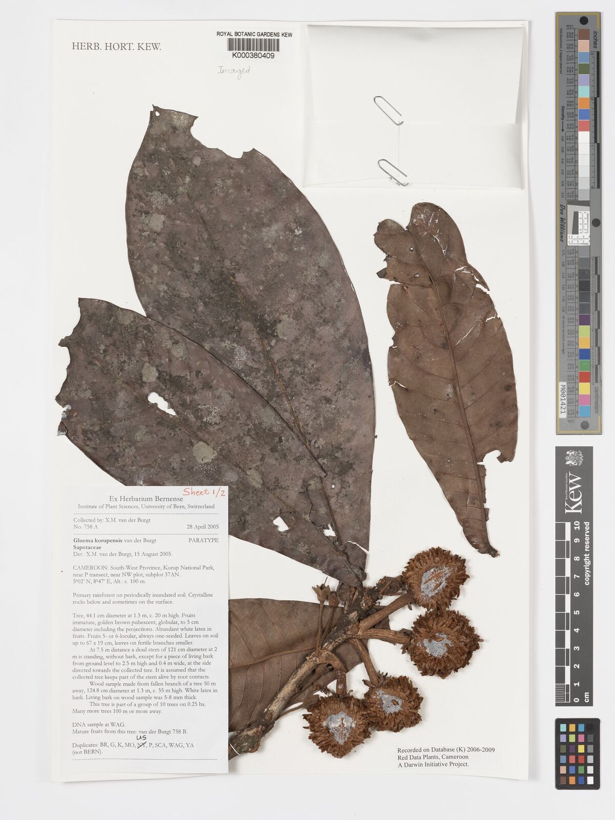 Kew Gardens K000380409:  van der Burgt, X.M. [758 A] Cameroon