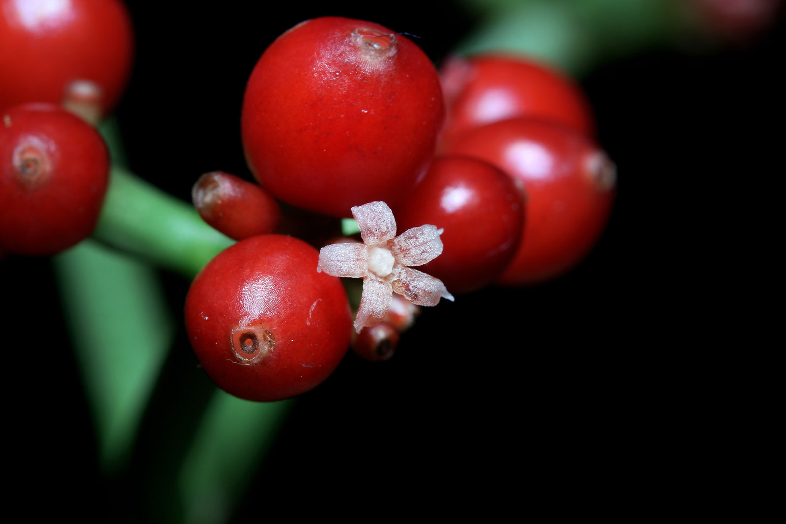 © copyright of the Board of Trustees of the Royal Botanic Gardens, Kew.