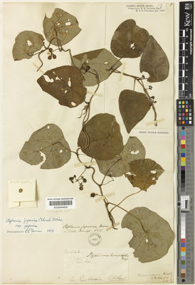 Kew Gardens K000644628:  Oldham, R. [346] China