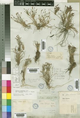 Kew Gardens K000416548:  Drege [s.n.] South Africa