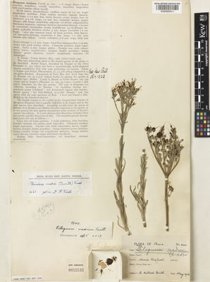 Kew Gardens K000895811:  Gilliat-Smith, B. [1542] Iran