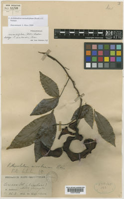 Kew Gardens K000759598:  King's collector [s.n.] India