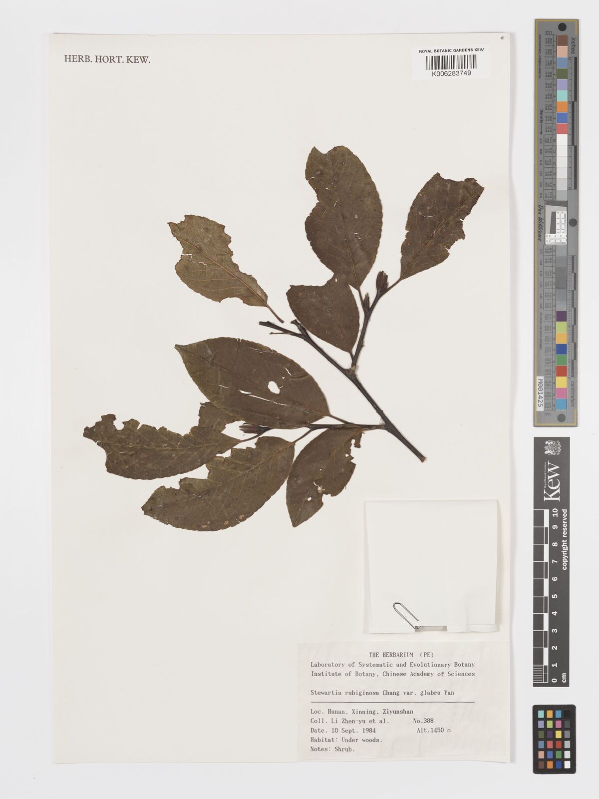Stewartia rubiginosa