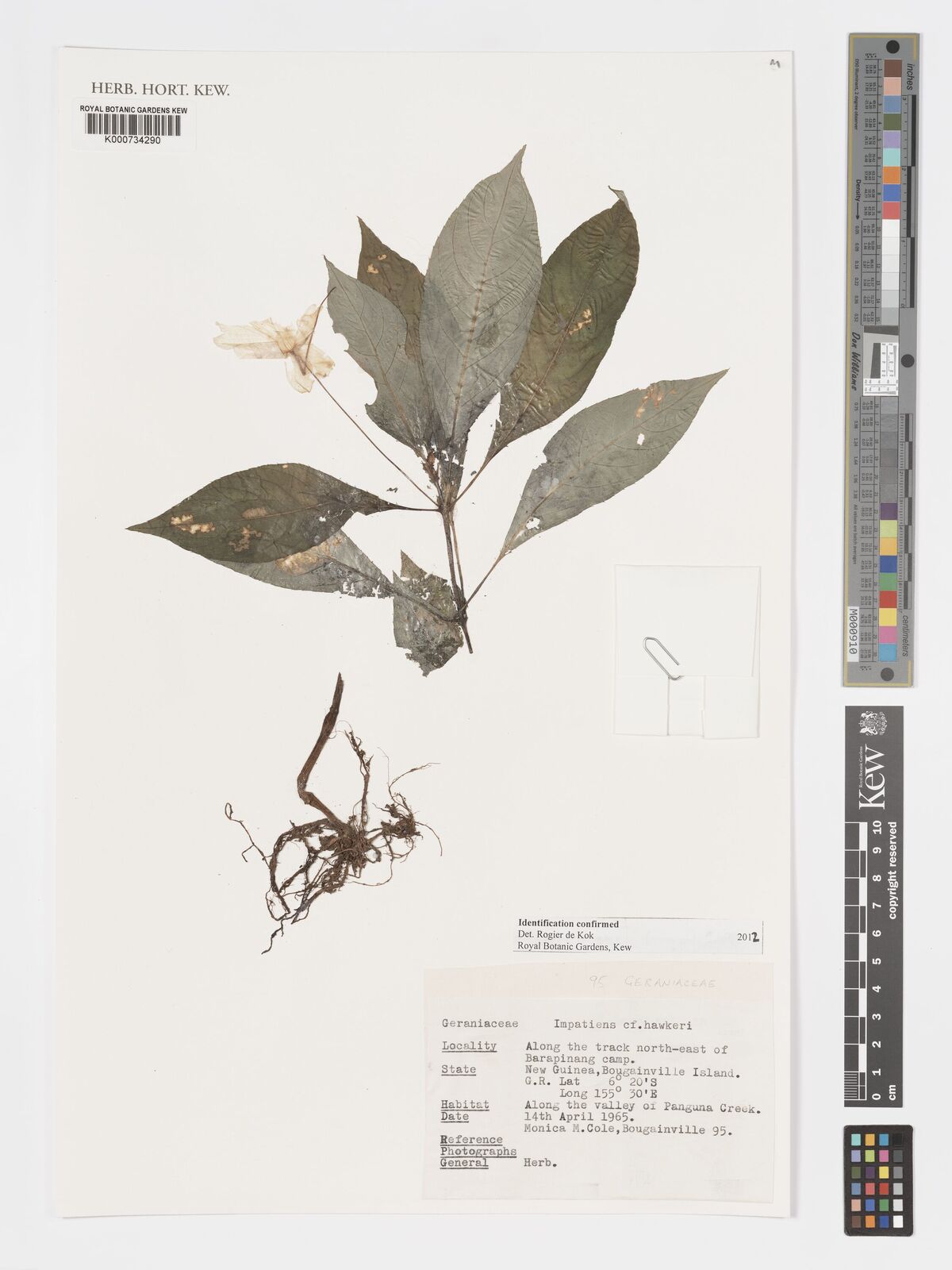 Kew Gardens K000734290:  Cole, M. [95] Papua New Guinea