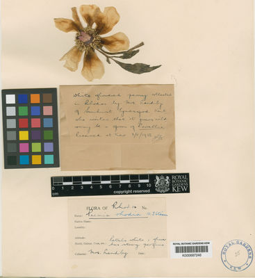 Kew Gardens K000687246:  Handby, E. [s.n.] Greece