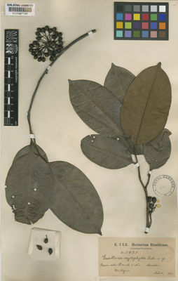 Kew Gardens K000487182:  Ule, E. [5429] Brazil