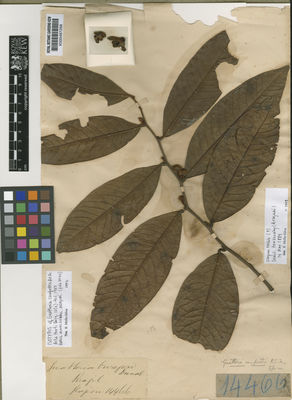 Kew Gardens K000487268:  Glaziou, A.F.M. [14466] Brazil