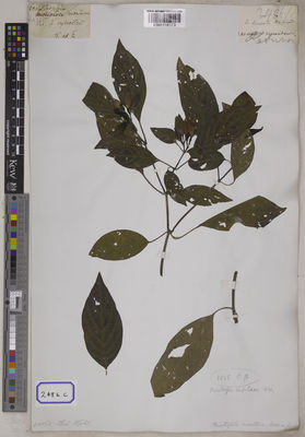 Kew Gardens K001116173:  s.coll. [Cat. no. 2486]