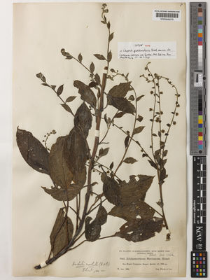 Kew Gardens K000648276:  Heyde; Lux. [3043] Guatemala