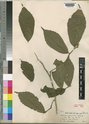 Kew Gardens K000240752:  Talbot, P., A. [1343] Nigeria