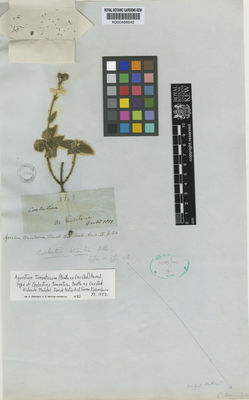 Kew Gardens K000488642:  Oersted, A.S. [163]