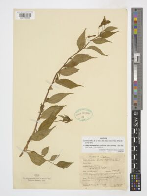 Kew Gardens K001766569:  Kingdon Ward, F. [8445] India