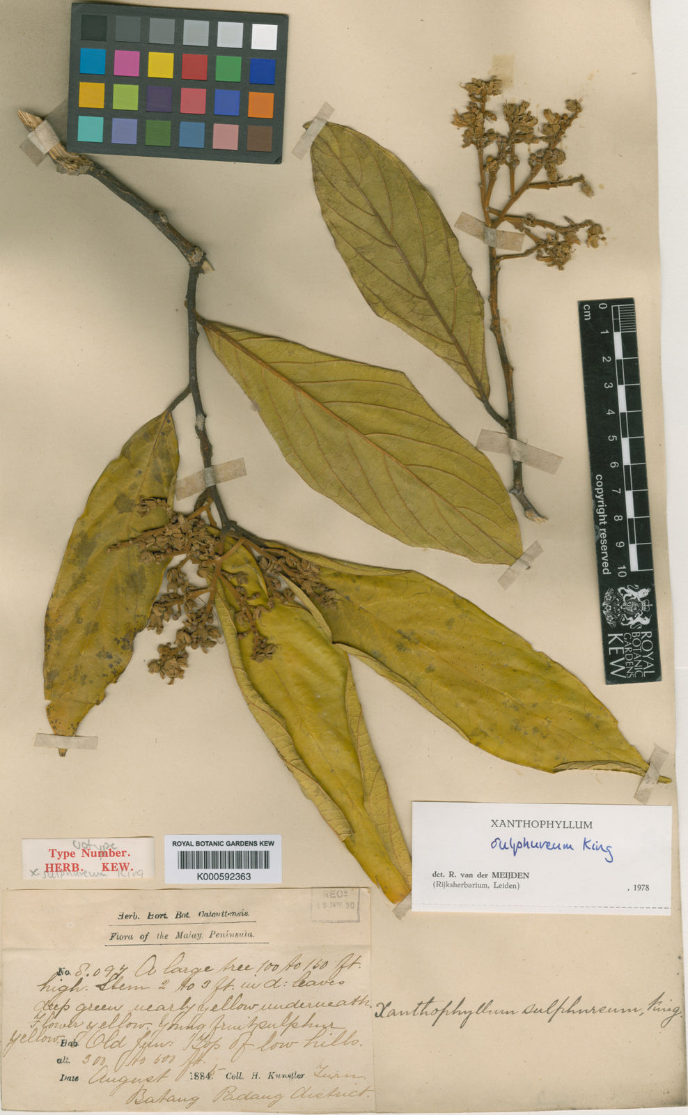 Xanthophyllum Sulphureum King | Plants Of The World Online | Kew Science