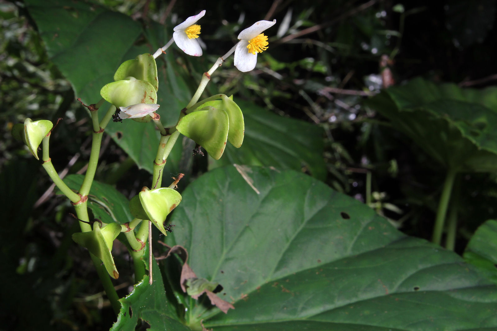 Begonia multistaminea Burt-Utley | Plants of the World Online | Kew Science