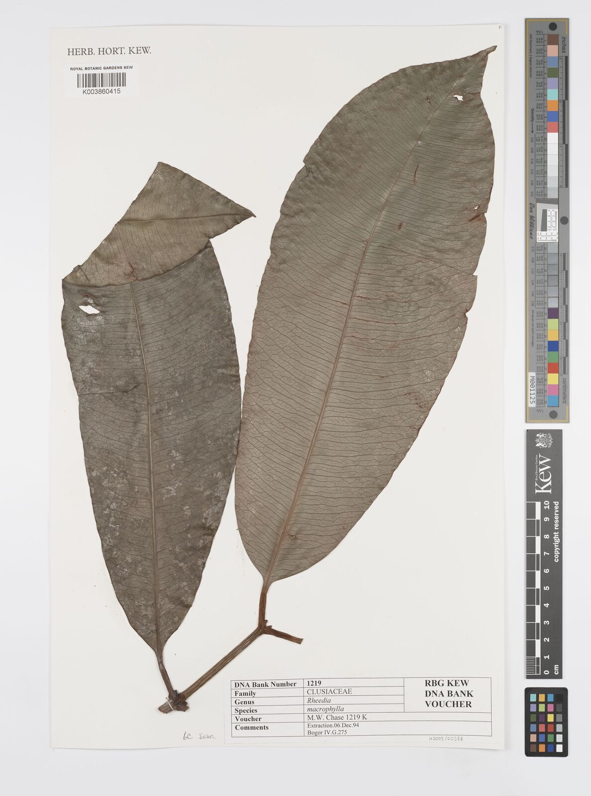 Garcinia macrophylla