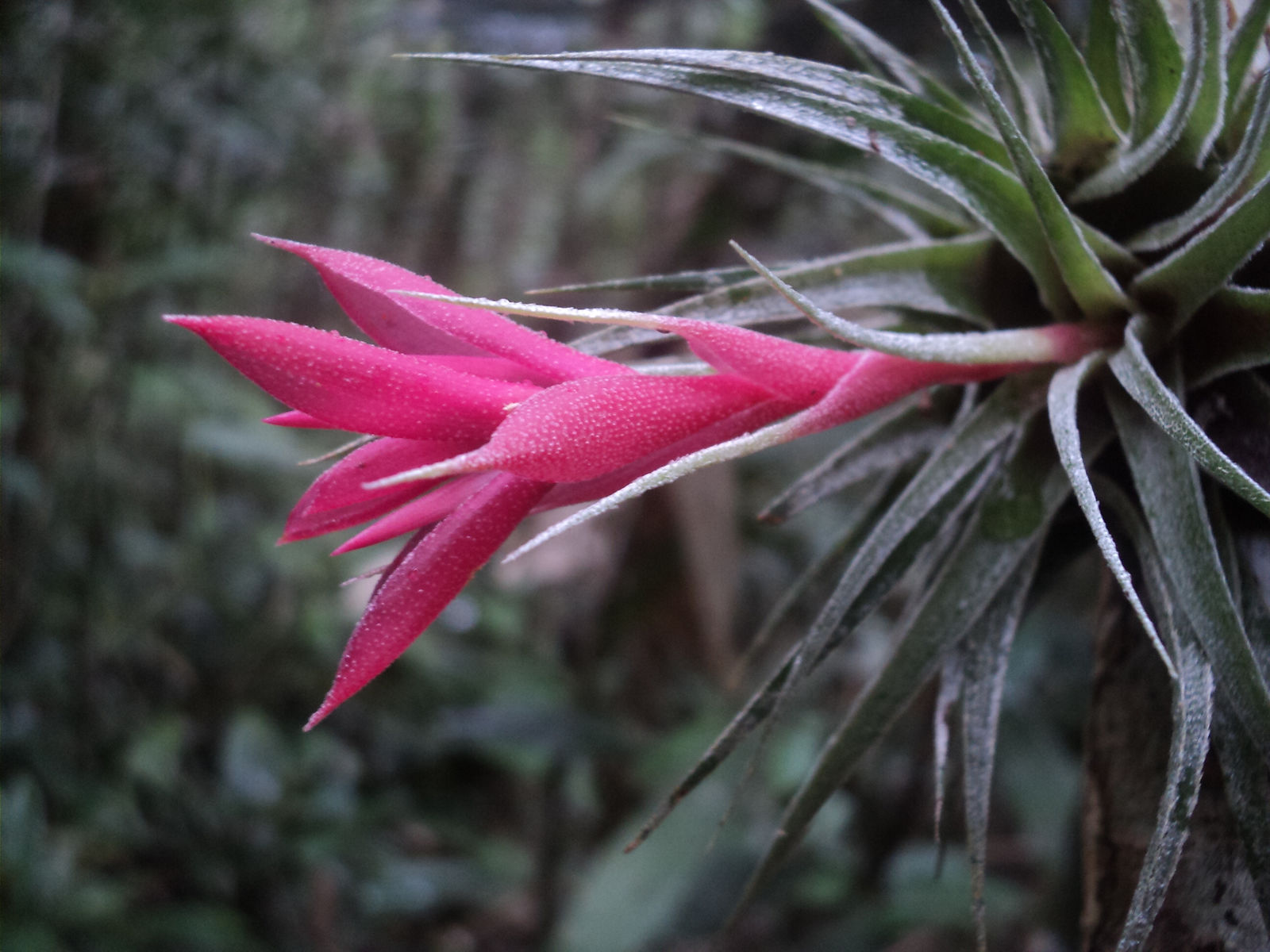 Tillandsia L. | Plants of the World Online | Kew Science