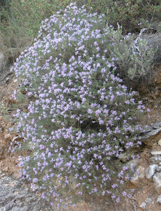 Thymbra capitata Coridothymus capitatus 50 Seeds Thymus Cretan Mediterranean 