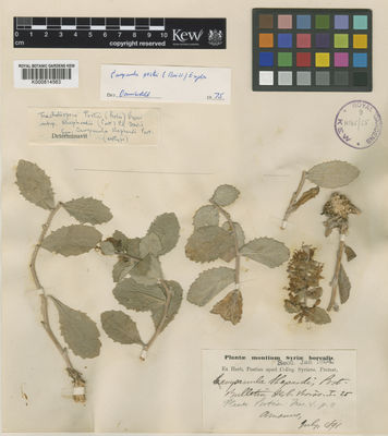 Kew Gardens K000814563:  s.coll. [s.n.] Turkey