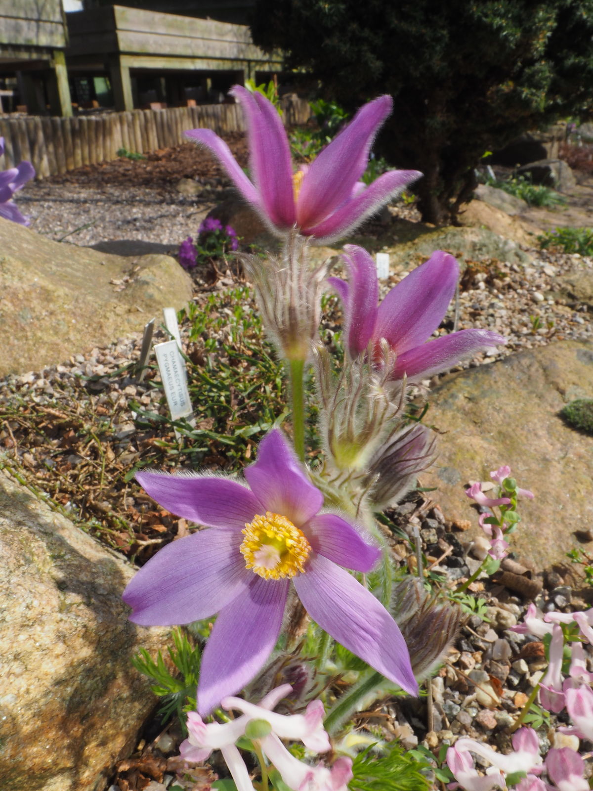 Pulsatilla Bungeana C.A.Mey. | Plants Of The World Online | Kew Science