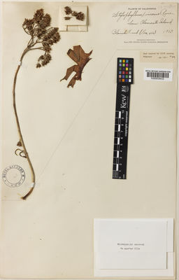 Kew Gardens K000838432:  Trask, B. [s.n.] United States