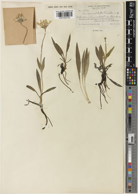 Kew Gardens K001092163:  Fernald, M.L.; St. John, H. [10874] Canada