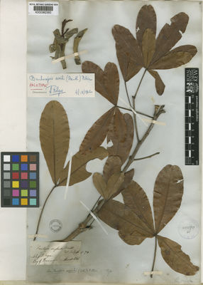 Kew Gardens K000382350:  Hinds [s.n.] Panama