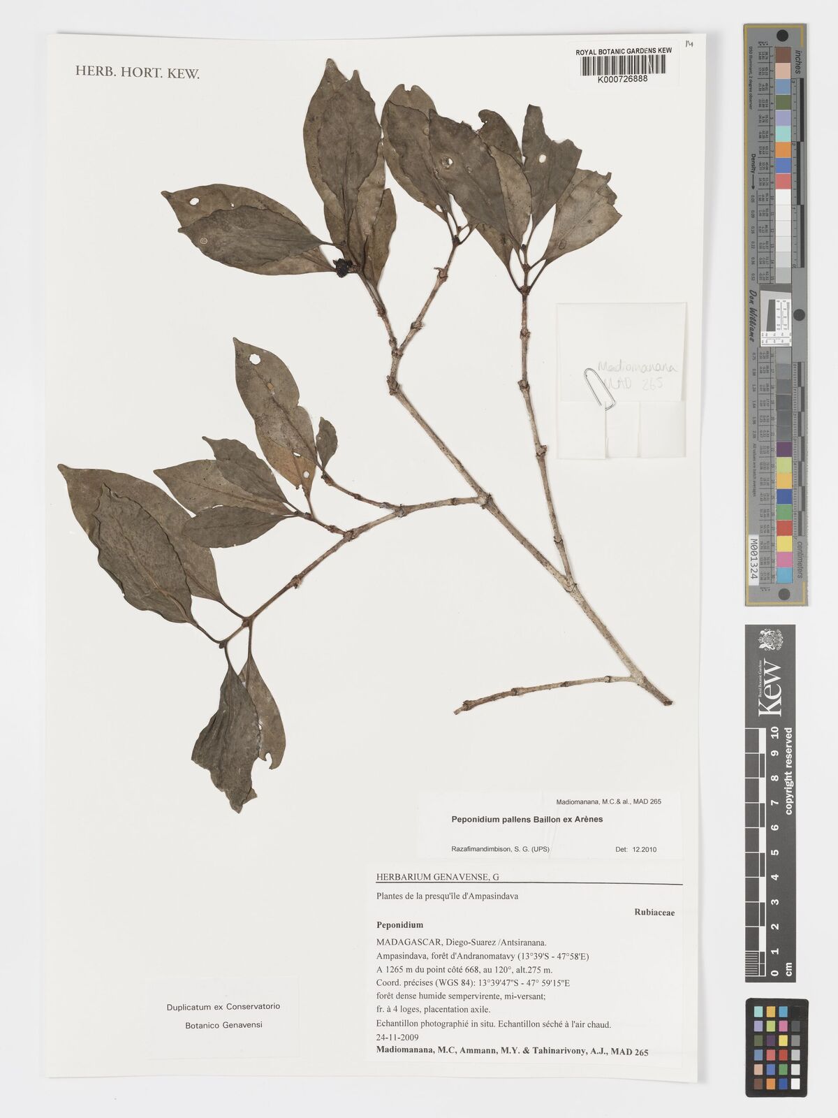 Canthium macrocarpum