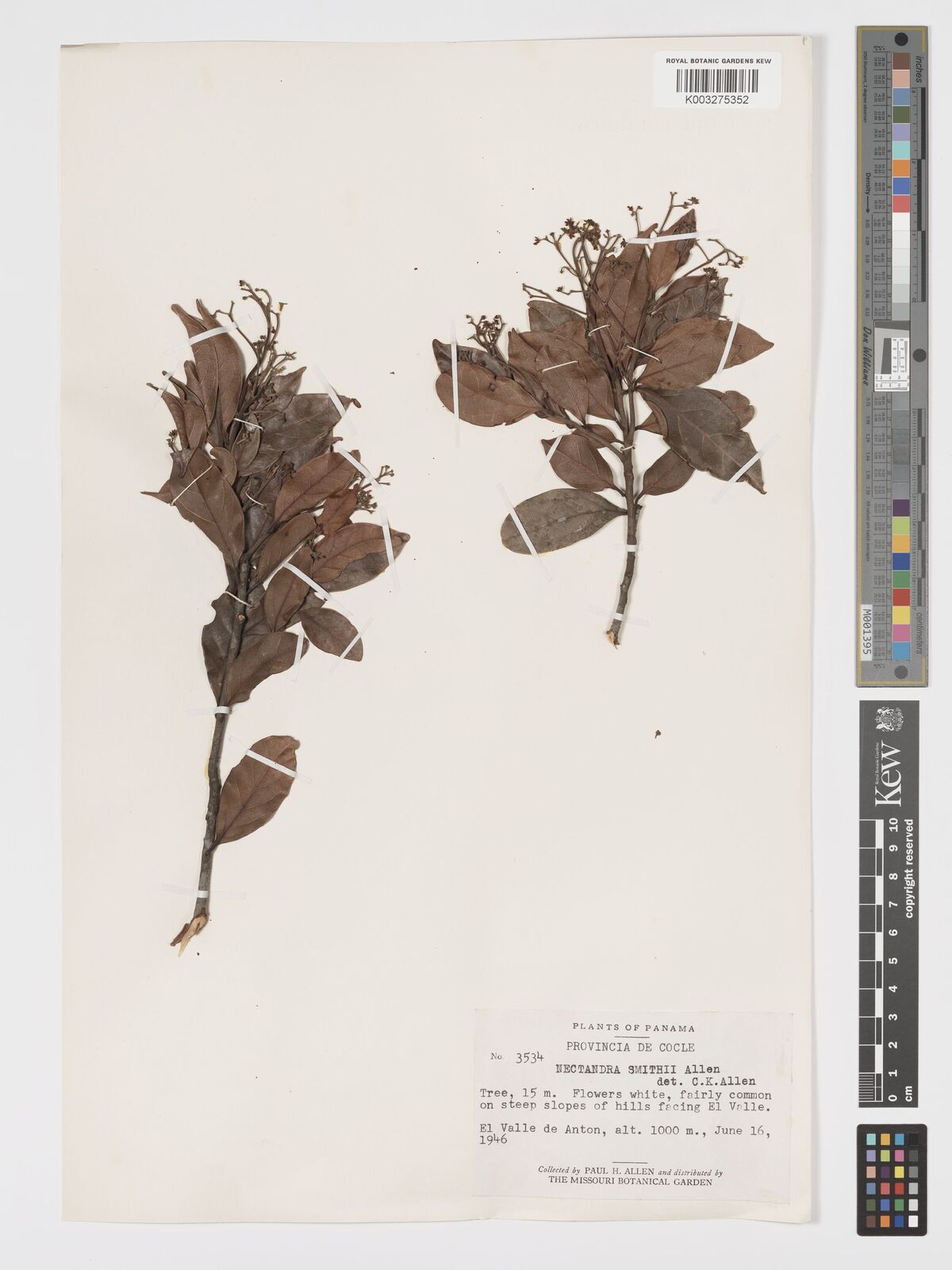 Nectandra smithii