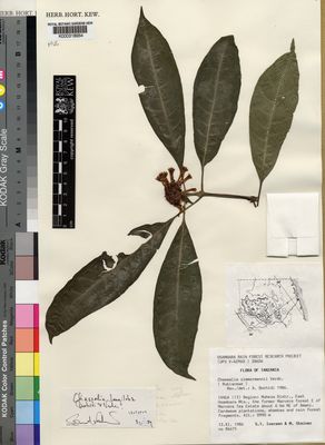 Kew Gardens K000318954:  Iversen, S.T.; Steiner, M. [86675] Tanzania