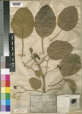 Kew Gardens K000414479:  Schweinfurth, G. [1519]