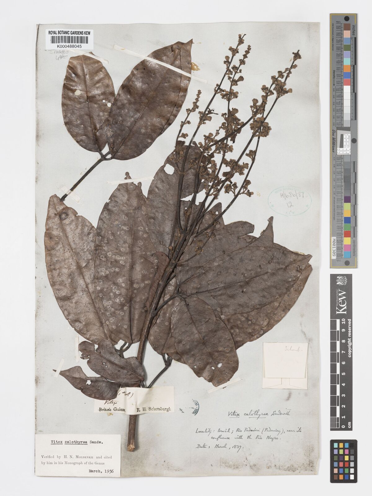 Kew Gardens K000488045:  Schomburgk, R.H. [s.n.] Brazil