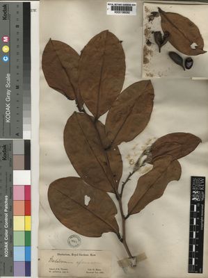 Kew Gardens K000199062:  Mann, G. [s.n.] Sao Tome and Principe