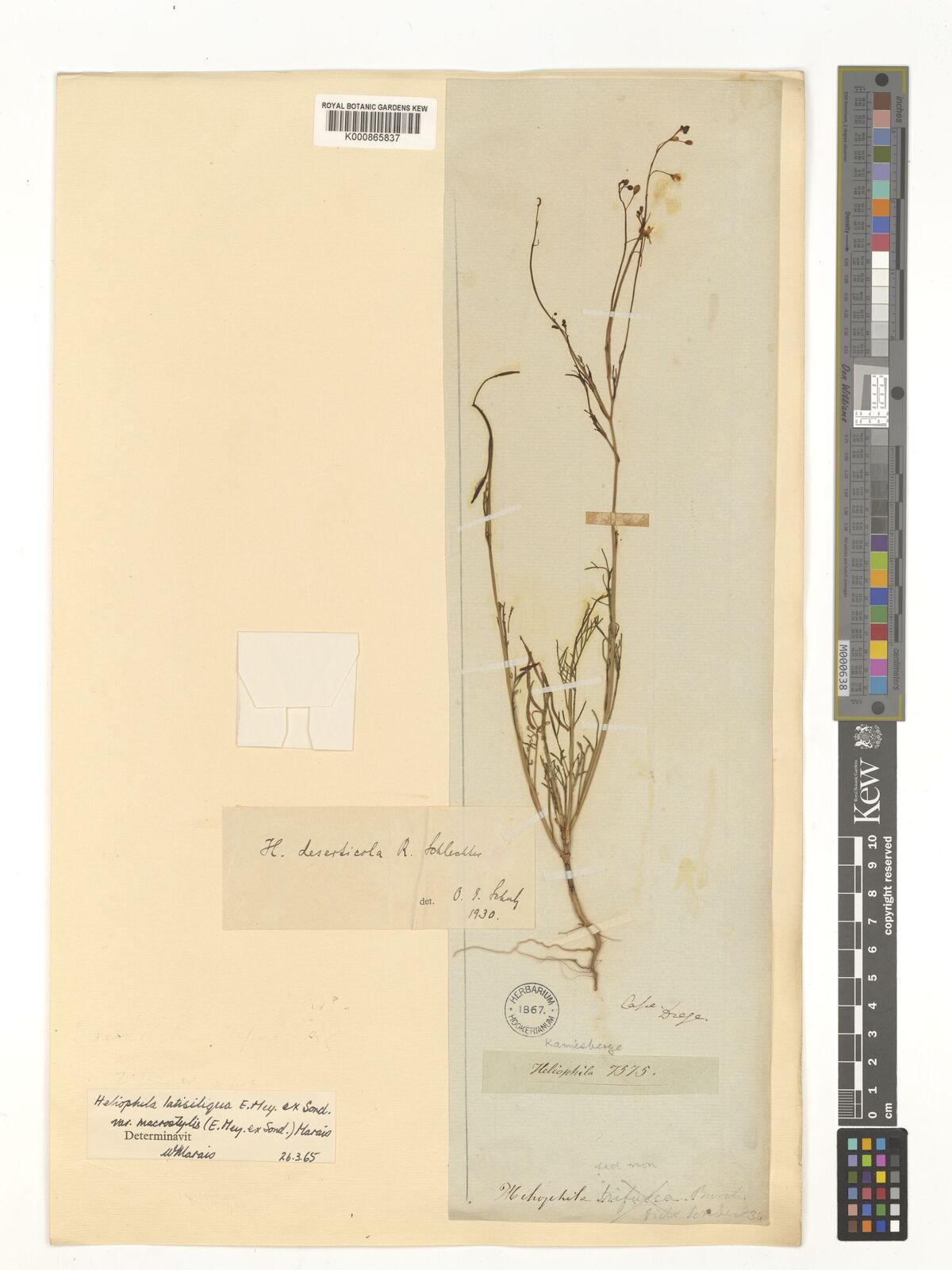 Kew Gardens K000865837:  Drege [s.n.] South Africa