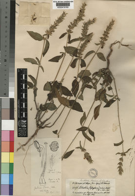 Kew Gardens K000419160:  Schimper, W.; Hohenacker, R.F. [2296] Ethiopia