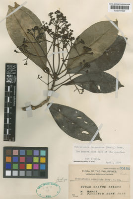 Kew Gardens K000717529:  Ramos, M.; Pascasio, J. [35106] Philippines