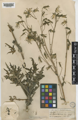 Kew Gardens K000815092:  Thomson, T. [s.n.] India