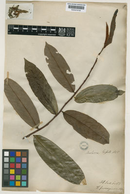 Kew Gardens K000574702:  Griffith [s.n.] Malaysia