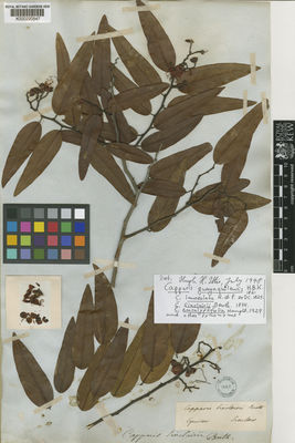 Kew Gardens K000220547:  Sinclair, A. [s.n.] Ecuador