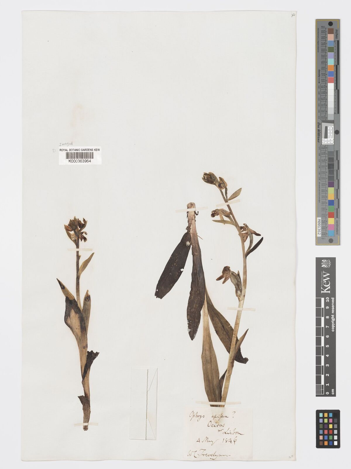 Kew Gardens K000363964:  Trevelyan, W.C. [s.n.] Portugal