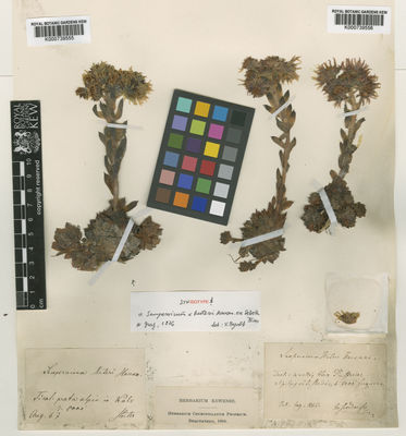 Kew Gardens K000739555:  Huter, R. [s.n.] Austria