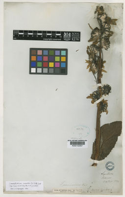 Kew Gardens K000102357:  Wallich [s.n.] India