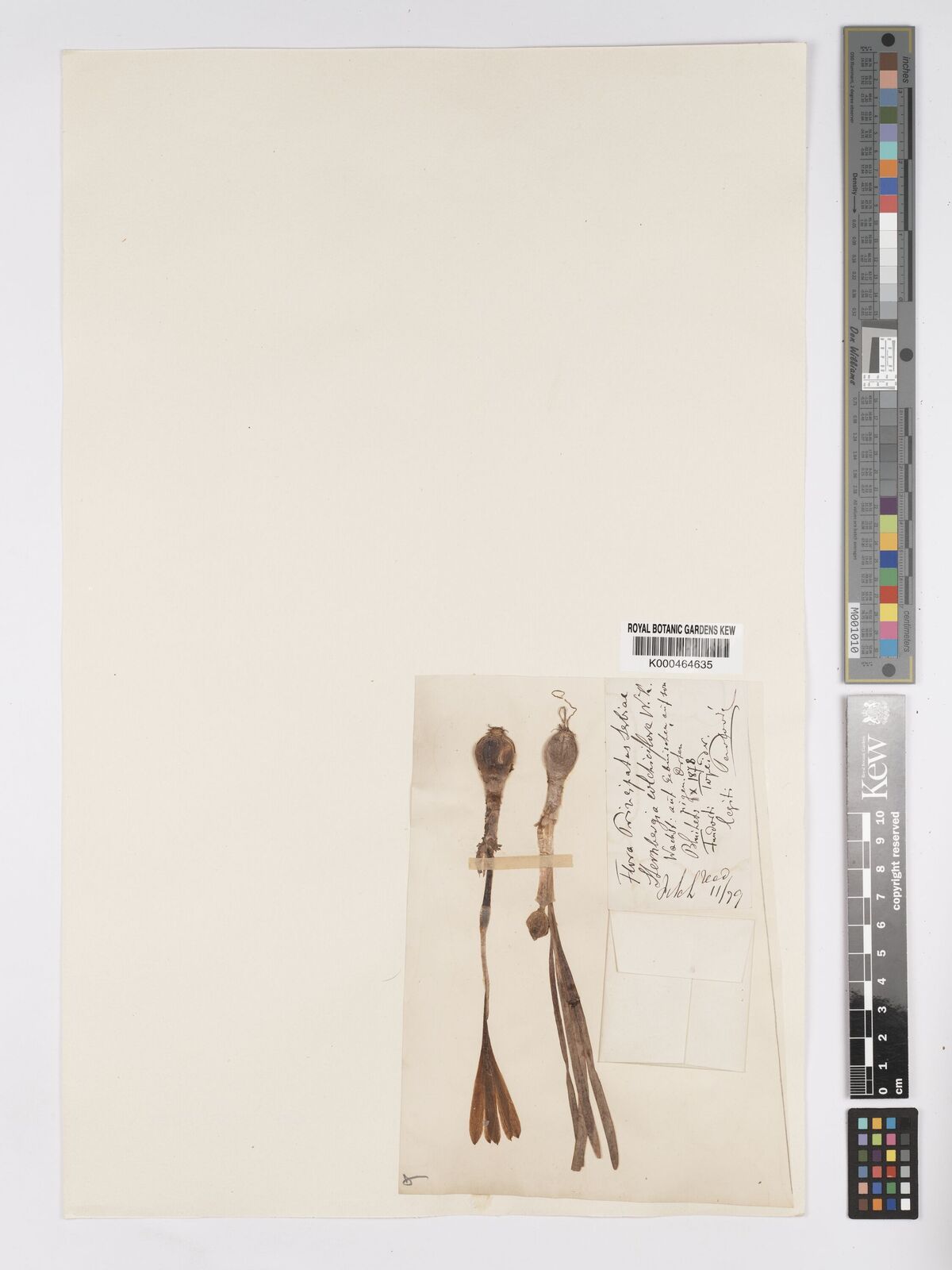 Kew Gardens K000464635:  Perlondé [s.n.]