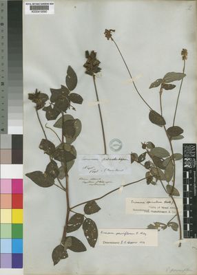 Kew Gardens K000419590:  Vogel; Ansell [s.n.] Niger